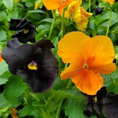 Pansy- Jack O Lantern Mix (1804 flat)