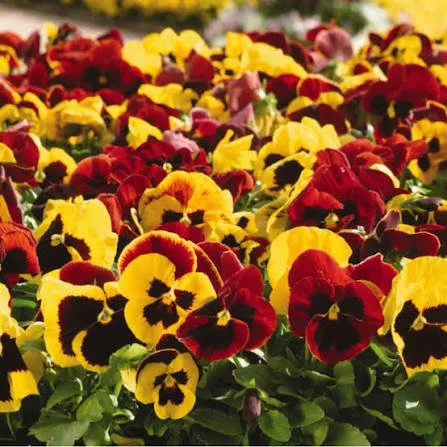 Pansy- Autumn Mix (1804 flat)