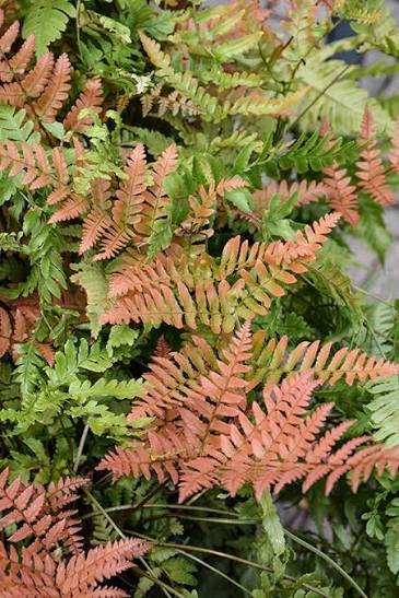 Autumn Fern (4")