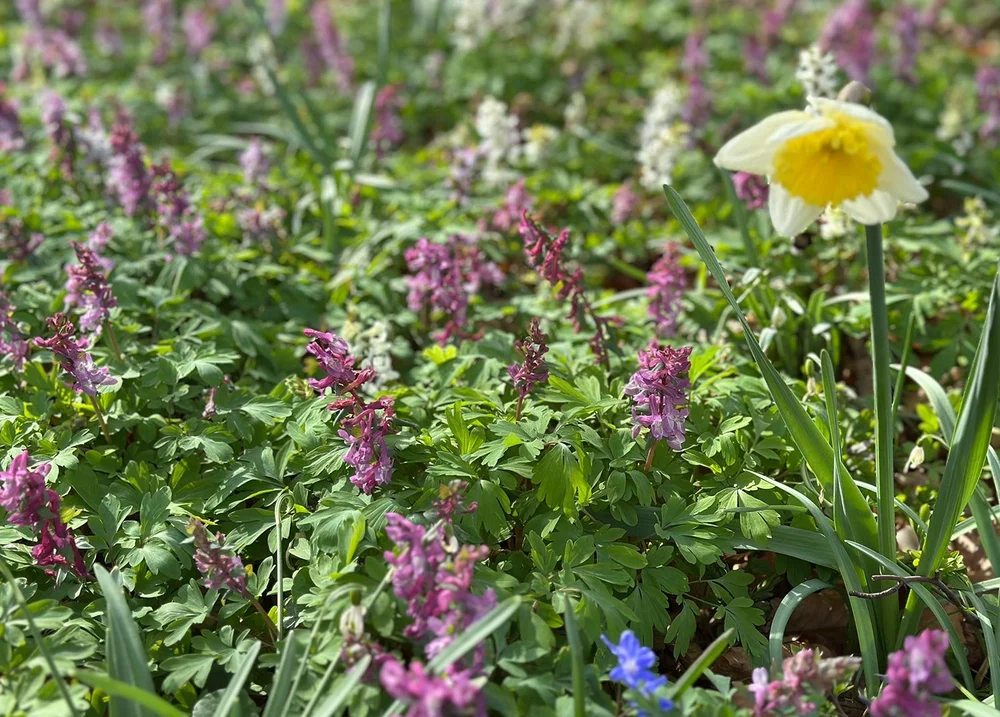Narzisse und Nesselblumen