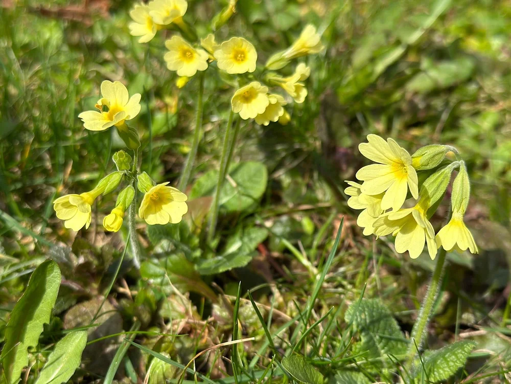 In Bad Clevers wird erst nach der Blüte gemäht. So kann sich auch die seltene Schlüsselblume natürlich weiterverbreiten.
