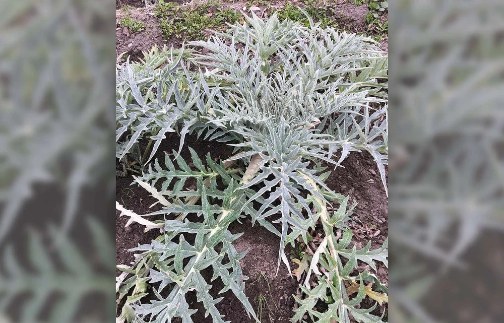 Silbergraue Artischockenblätter.