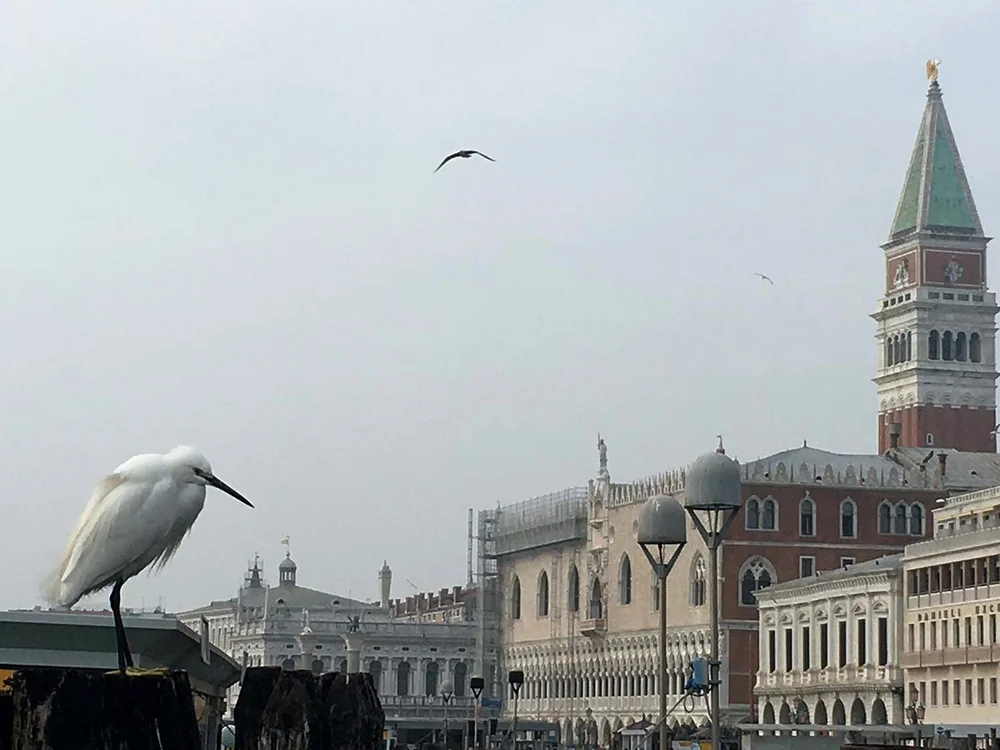 Weißer Reiher blickt auf Venedig.