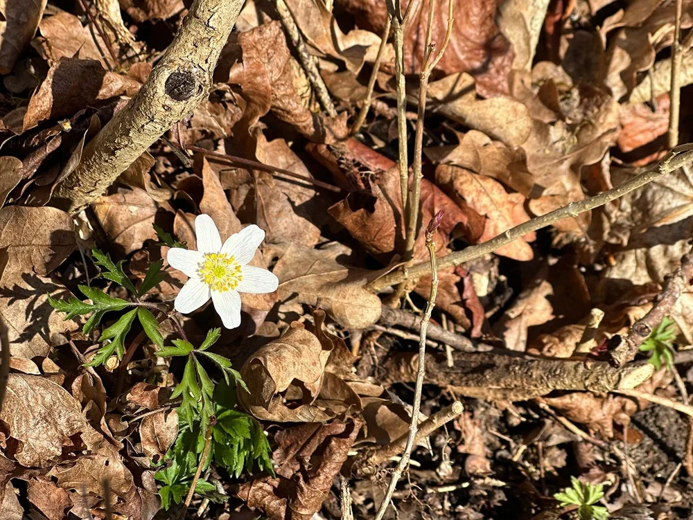 Eisenblutblättriger Hahnenfuß