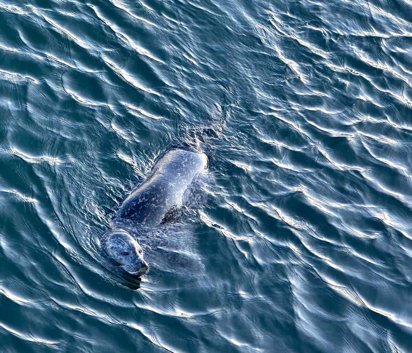 Robben hautnah in Warnemünde