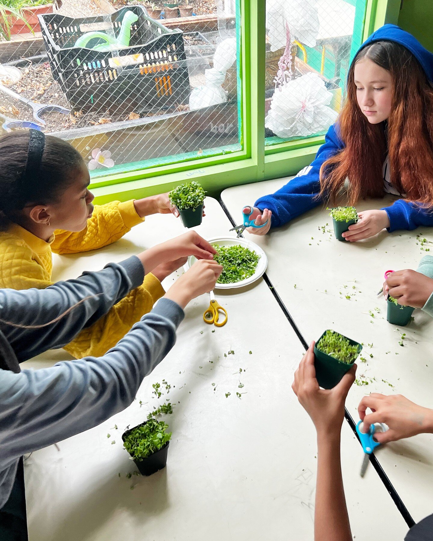 Harvest day without waiting for harvest season? Count us in. Rain, snow, we handle it all - one of the benefits of your farm being in your classroom. All we need is a place to plug in our grow lights. 

#bostonyouthfarmproject #byfp #microgreens #cla