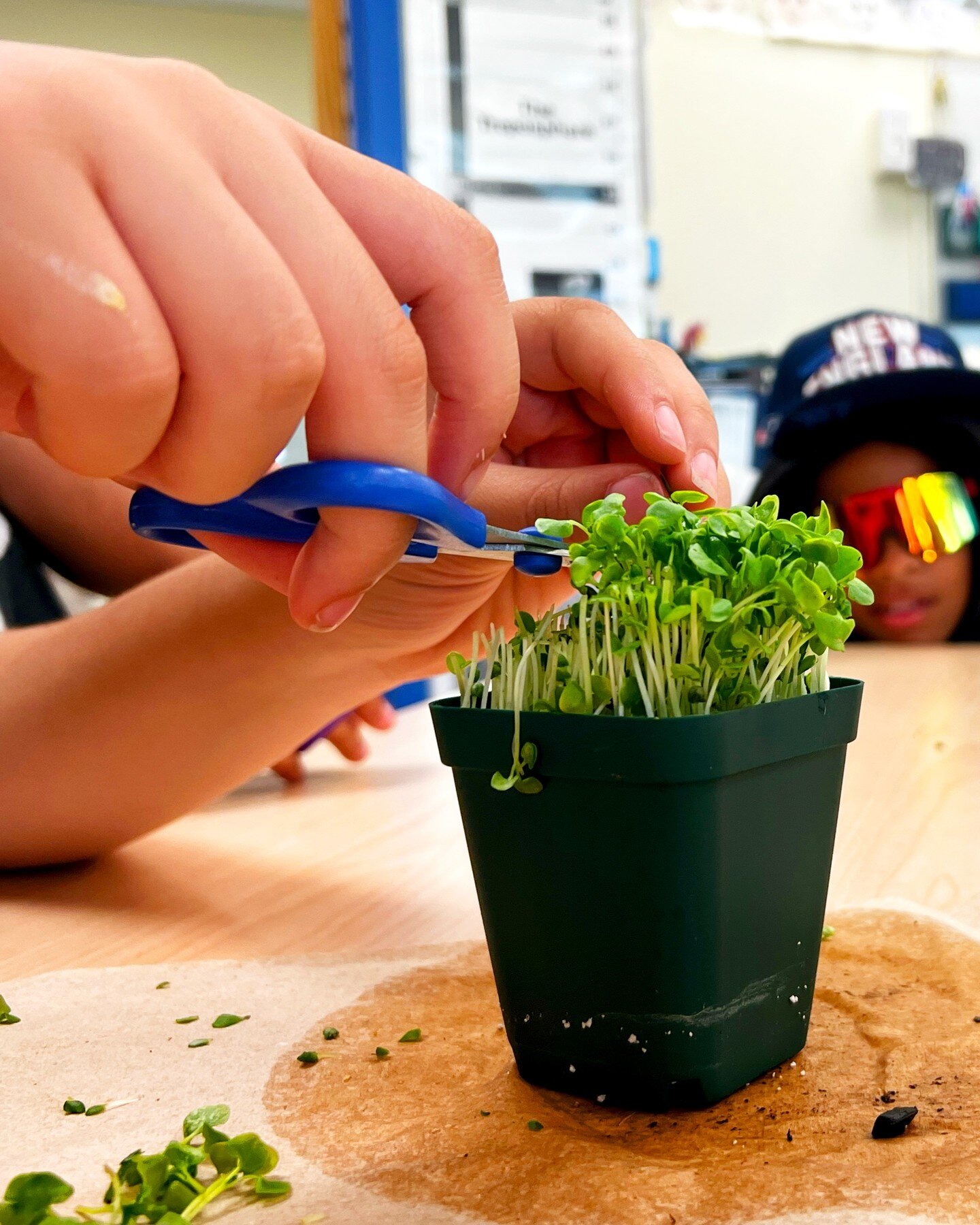 Step 1: Grow microgreens in your classroom
Step 2: Harvest your very own microgreens (and give it a taste test, if you want!)
Step 3: Taco party.

All you need to do is bring @bostonyfp to your classroom. We&rsquo;ll handle the rest! 

#bostonyouthfa