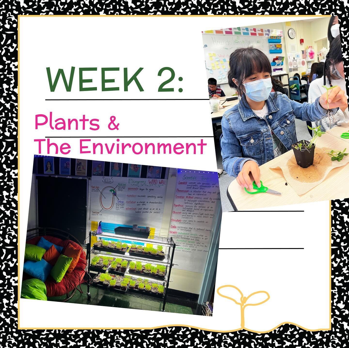 Week 2. So exciting! Let&rsquo;s talk about where our food comes from  and the connection between our food and our environment 🌱 🐄 🍒 ☀️ It&rsquo;s also the second day of planting! Let&rsquo;s seed some sunflower and pea shoots 😋