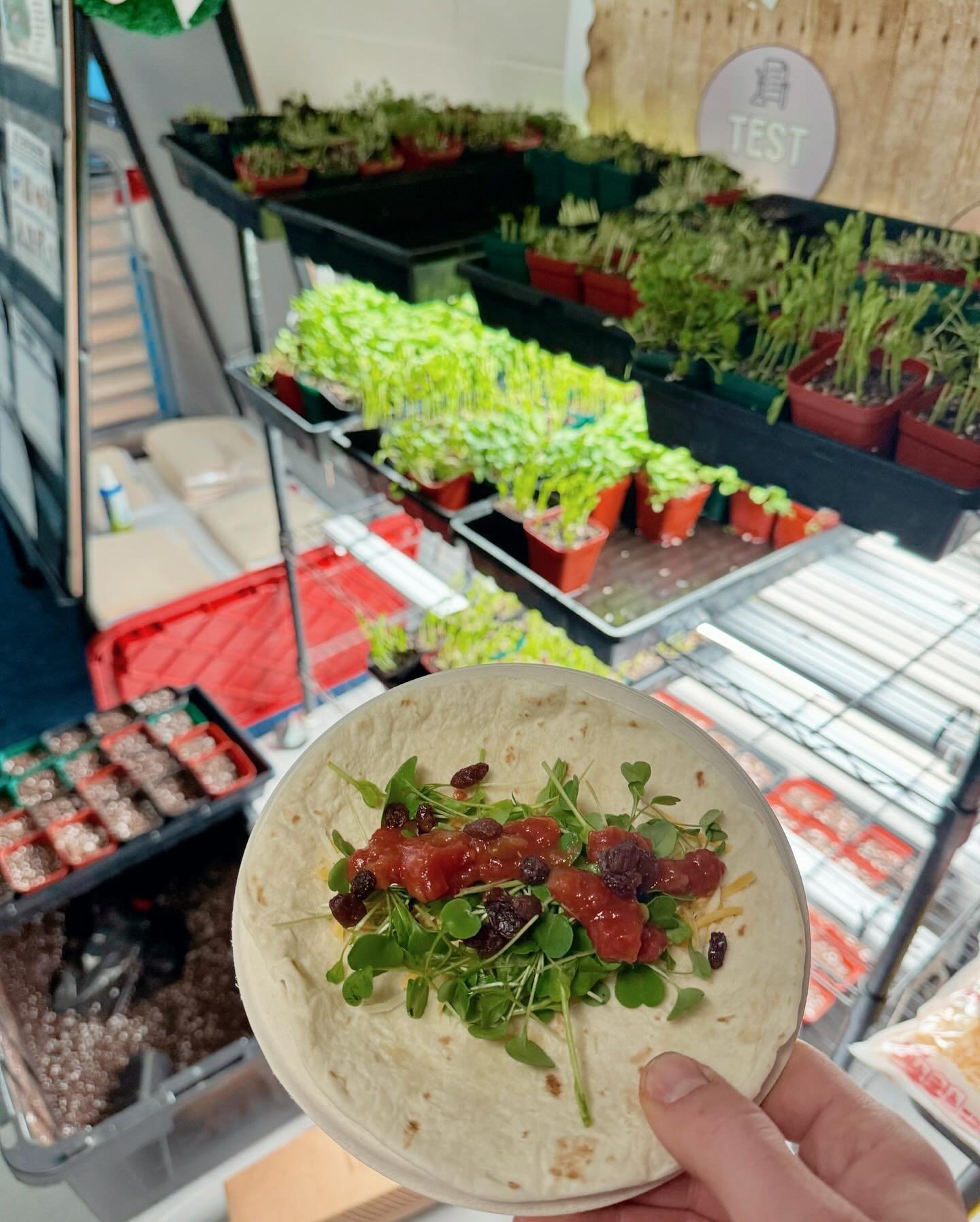 We have so much fun on harvest day when get to enjoy the fruits, (and greens) of our labor 🥳 Our tacos and salads are classroom grown, beautiful and delicious 😋🌱