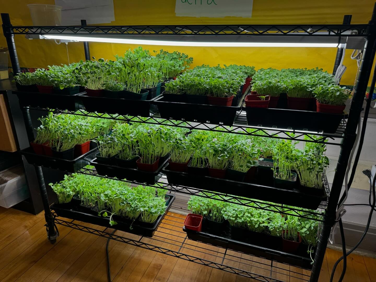 The portable vertical farm packed with microgreens on week 3 right before our harvest day. Smells of fresh arugula, pea shoots and radish microgreens fill the classroom 😋 🌱