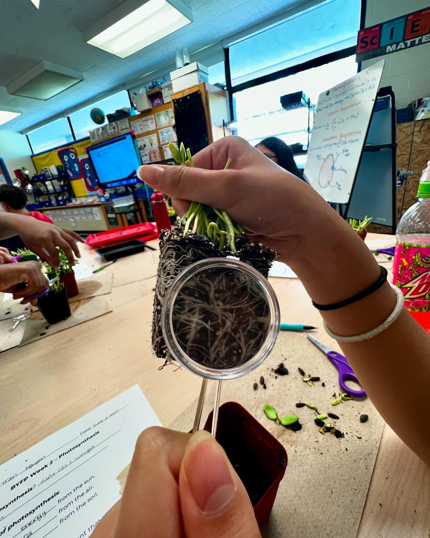 I spy with my little eye&hellip; 
&bull;
&bull;
&bull;
#microgreens #education #bostonpublicschools #bps #teacher #teachersofinstagram #plantlearning