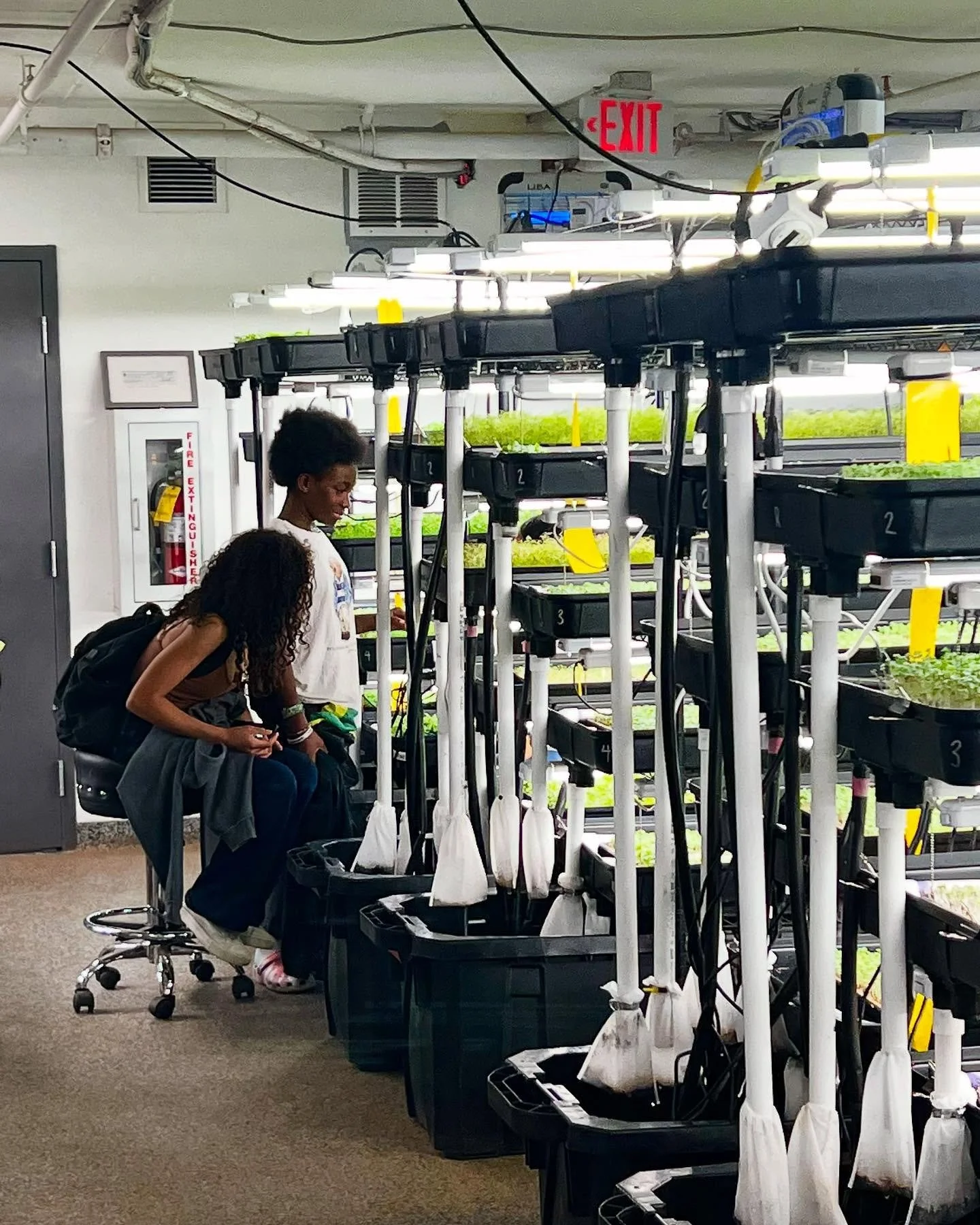 Week 4: optional field trip to our sister company Boston Microgreens, an urban farm located in the heart of Boston. See how what we did in class applies on a commercial scale and get lost in the smells and flavors of a beautiful vertical farm! 🌱☀️🌈