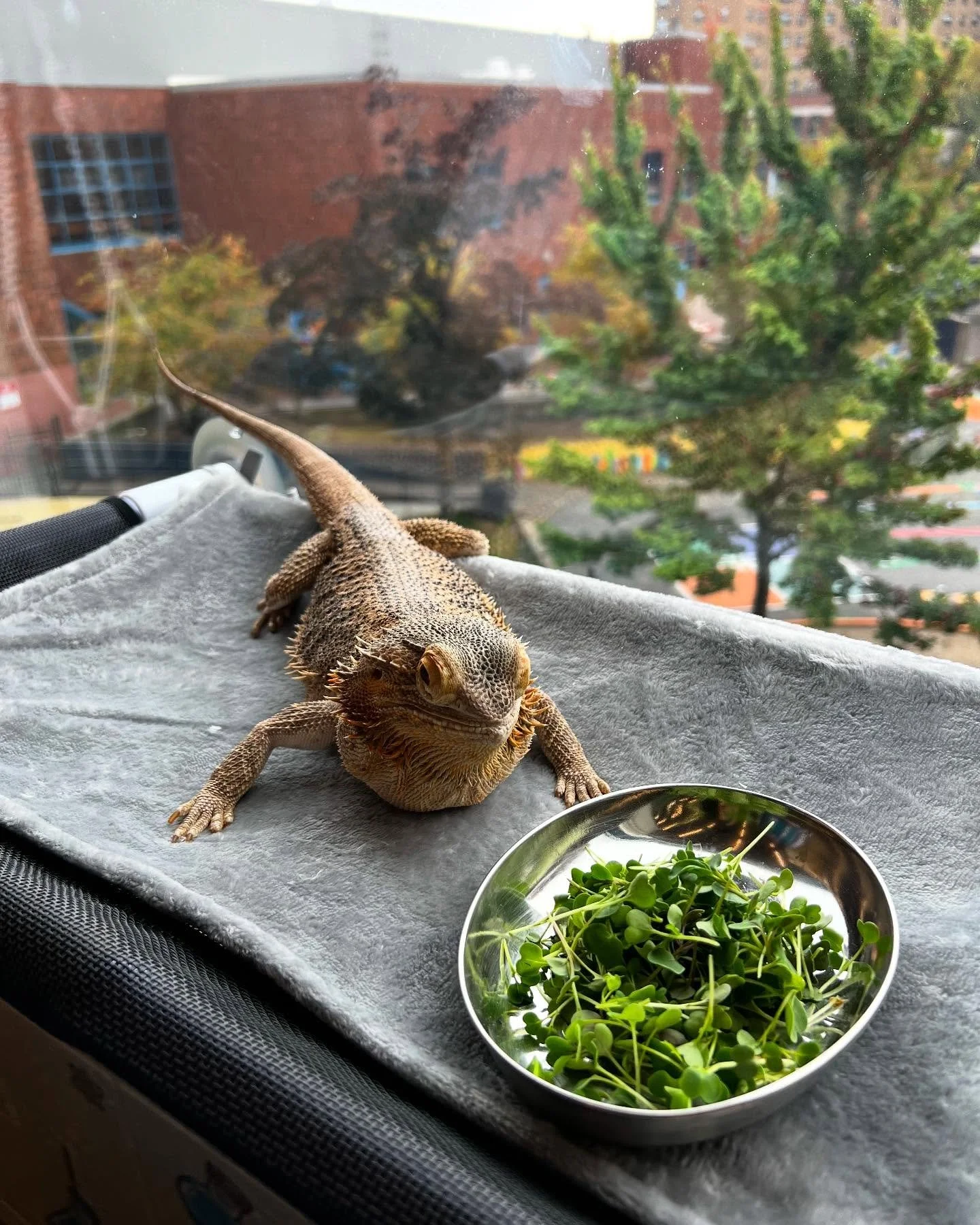We presented some microgreens to Larry the Lizard. He didn&rsquo;t seem thrilled by the offering. He did however agree that they look nutritious and delicious and that the students did a great job growing them!
&bull;
&bull;
&bull;
#microgreens #educ