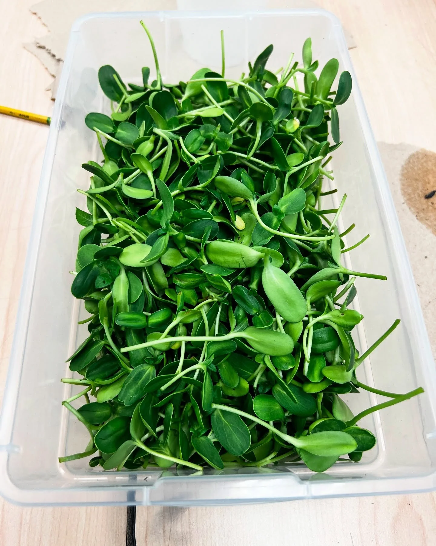 Wow! Yummy sunflower microgreens grown right here in the classroom! Sunflowers microgreens contain all essential amino acids, protein, fiber and minerals. And they are so crunchy, sweet and delicious! Yummy 😋 
&bull;
&bull;
#microgreens #education #