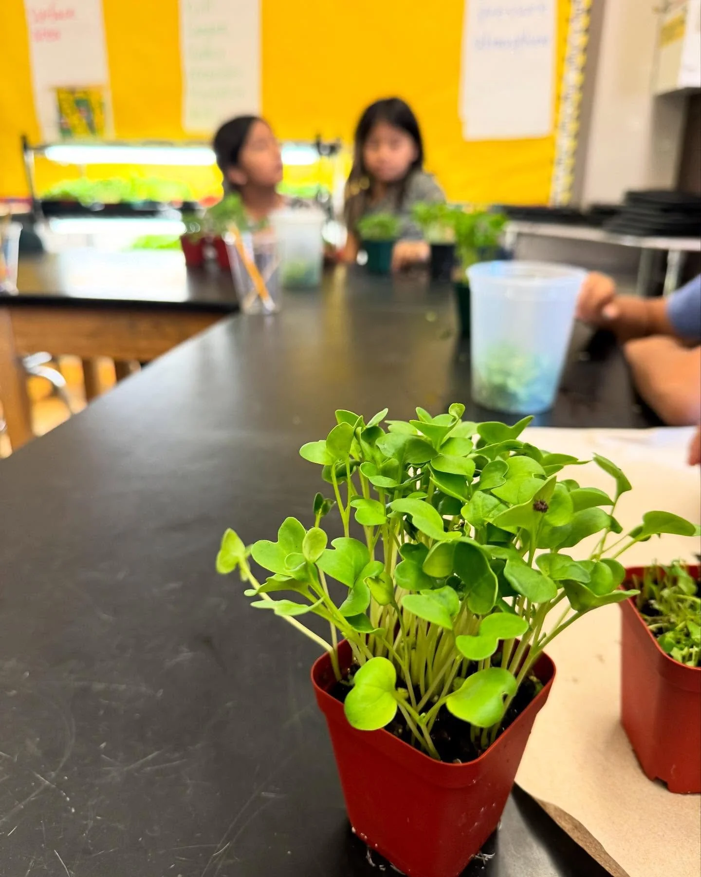 This is our fully grown radish at only 7 days! 🚀🌱 Each student gets to grow three different varieties: radish, pea and arugula! 
&bull;
&bull;
#microgreens #education #bostonpublicschools #bps #teacher #teachersofinstagram #plantlearning