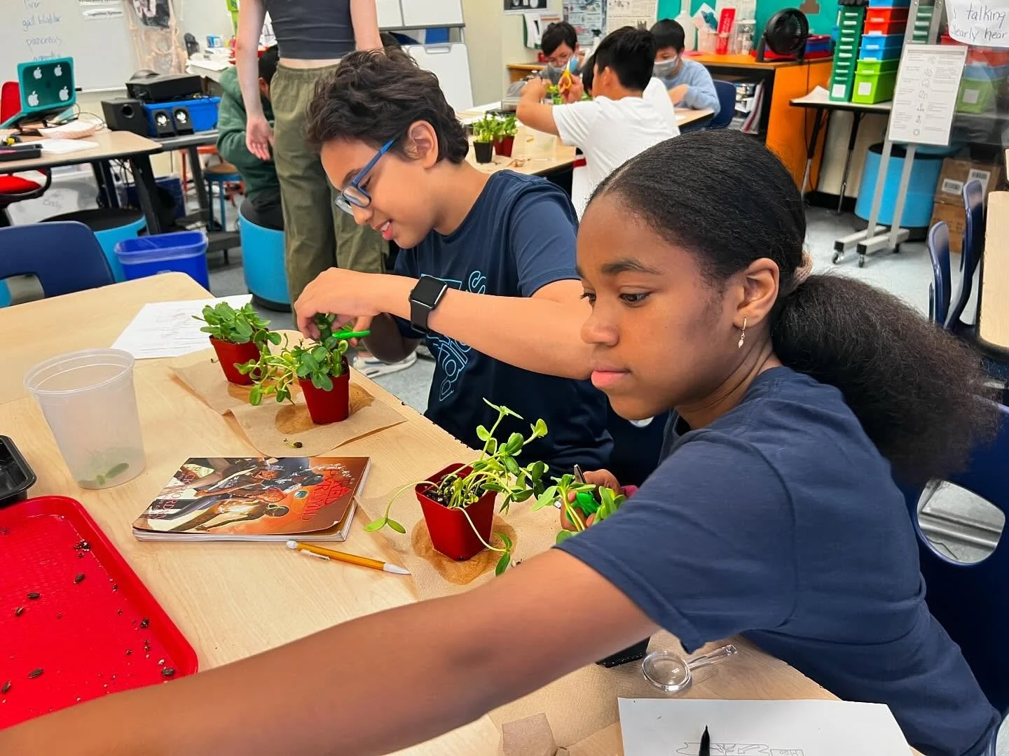 Sunflower microgreens at 14 days ready to be harvested!
&bull;
&bull;
&bull;
#microgreens #education #bostonpublicschools #bps #teacher #teachersofinstagram #plantlearning