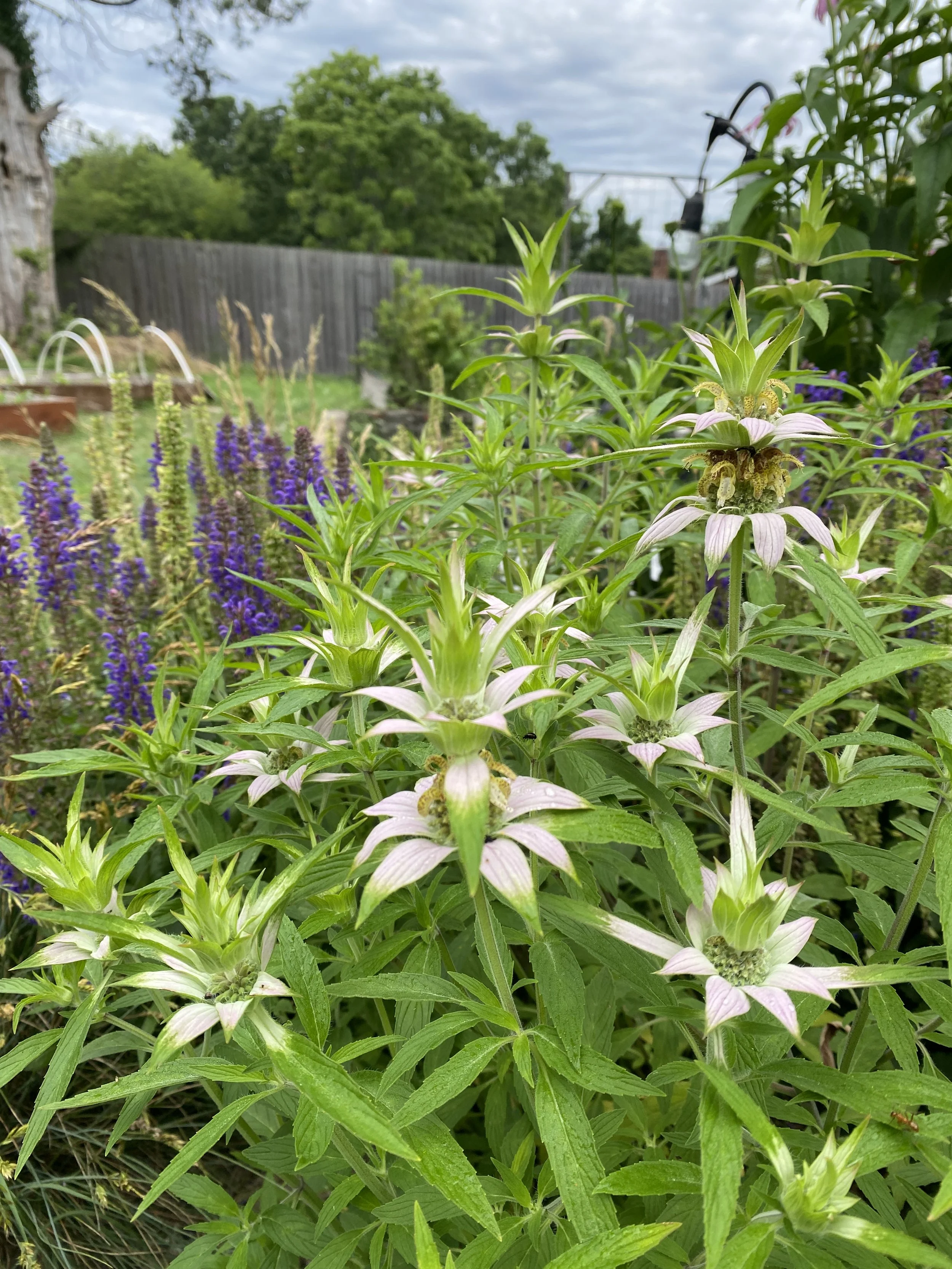 A lush garden with tall green plants and white and purple flowers, purple flowers in the background, and a wooden fence under a cloudy sky.