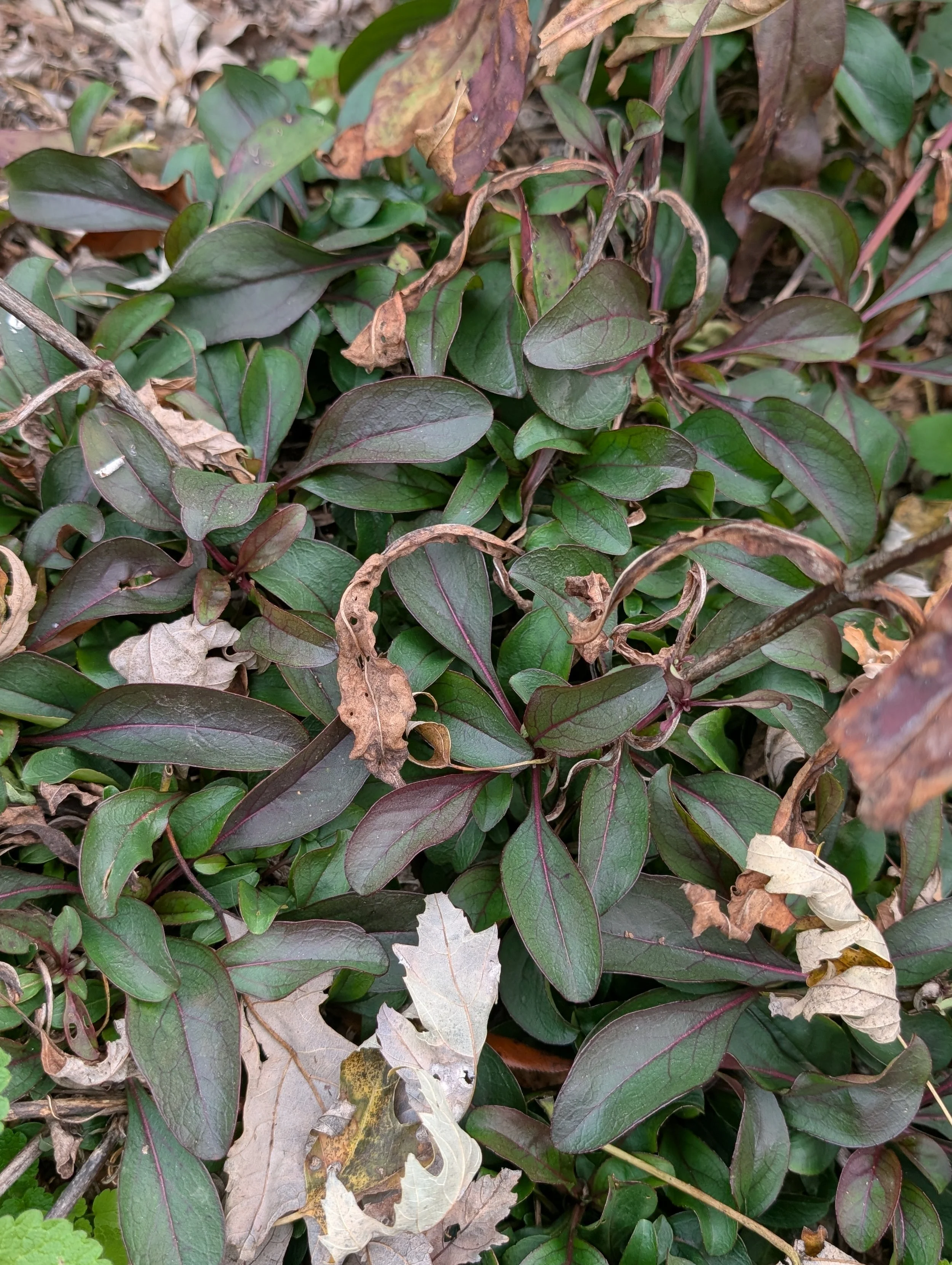 Close-up of green and purple leaves on plants, some dead or dried leaves scattered among them, in a garden or natural setting.