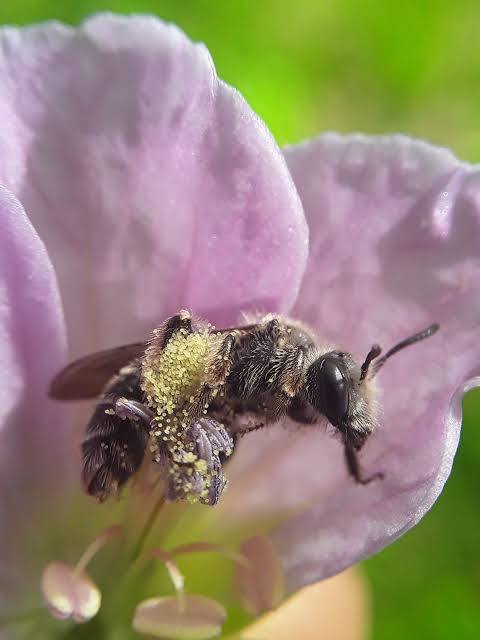 Rebuilding Biodiversity: A Native Plant Walk 
