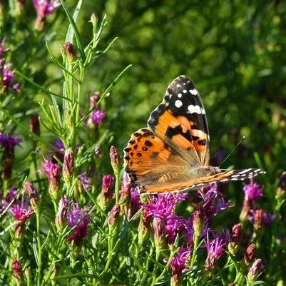 "Stop Mowing! Convert your Turf to Habitat"