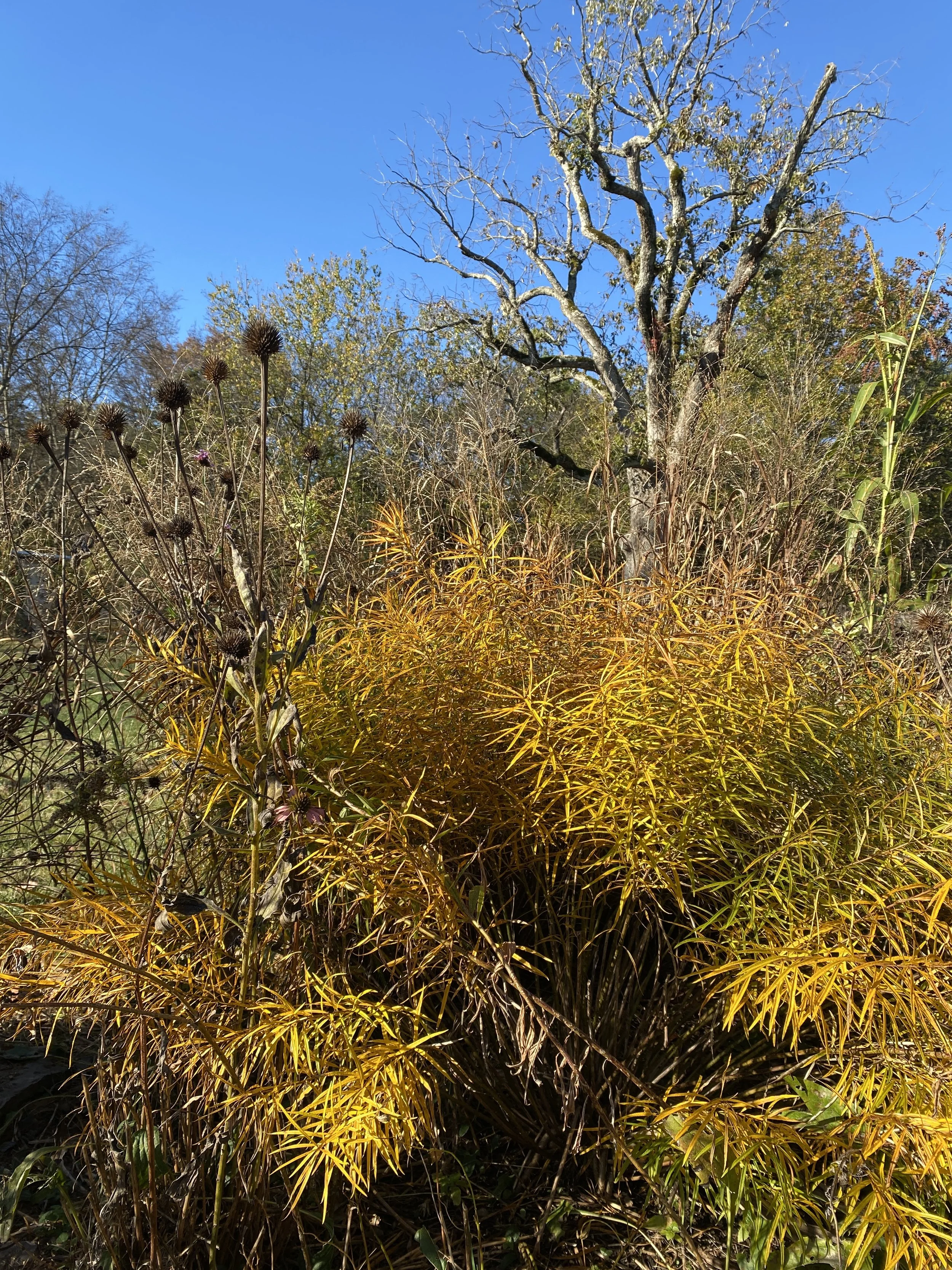 Autumn scene with tall yellow and green grasses, a leafless tree, and clear blue sky.