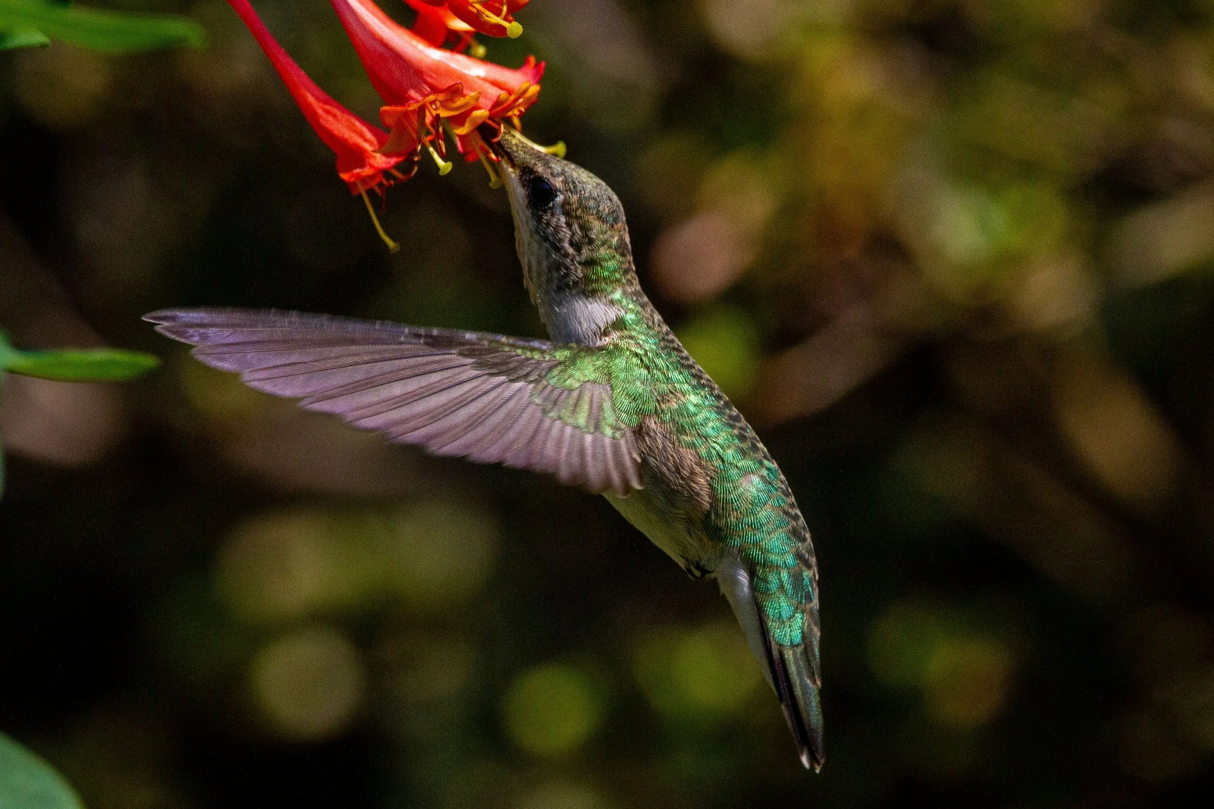 "Gardening For Hummingbirds" Presentation at Shelby Bottoms Nature Center