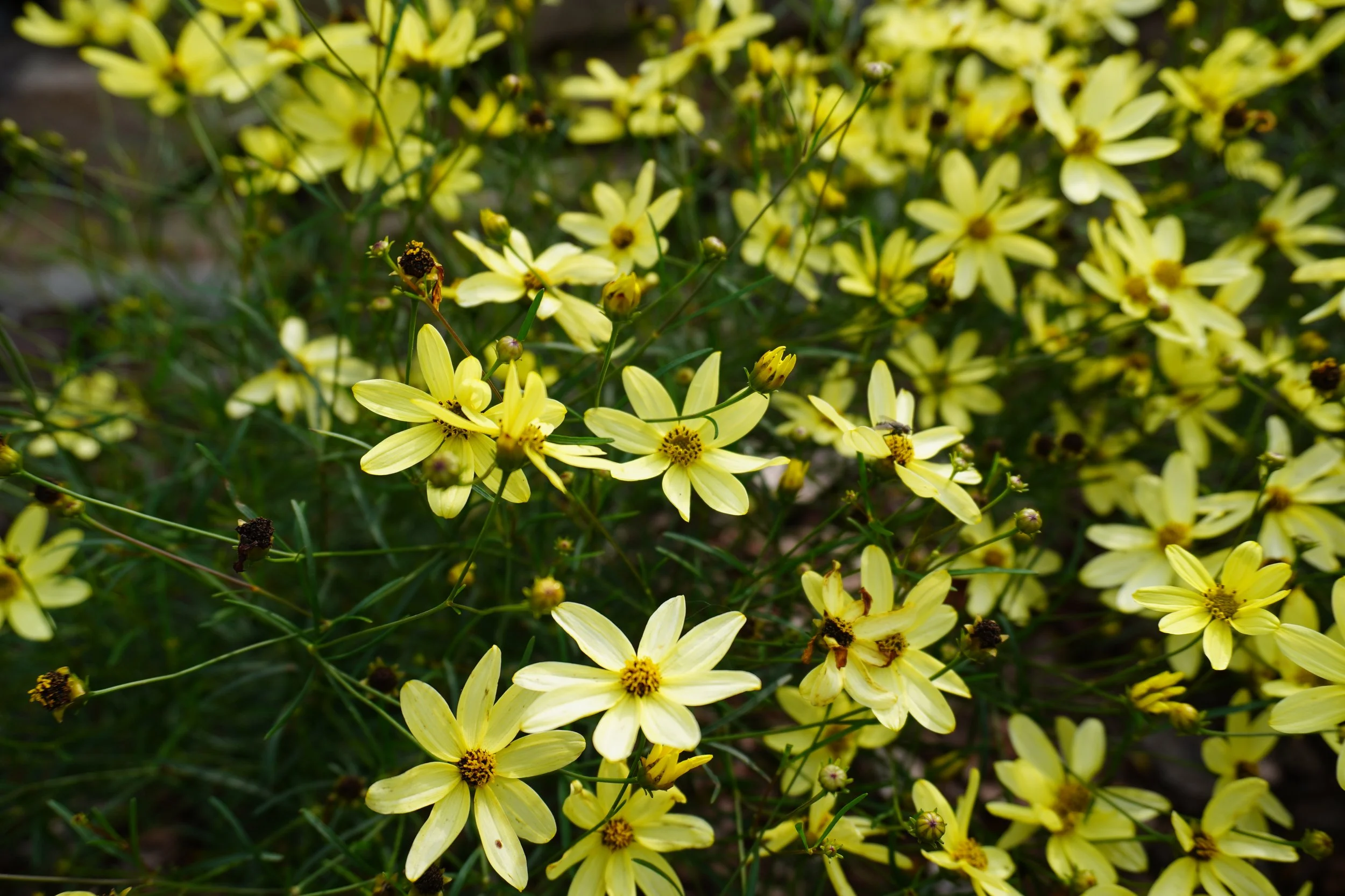 A dense cluster of yellow daisies with slender petals and dark centers, some flowers in bloom and others wilting, on green stems.