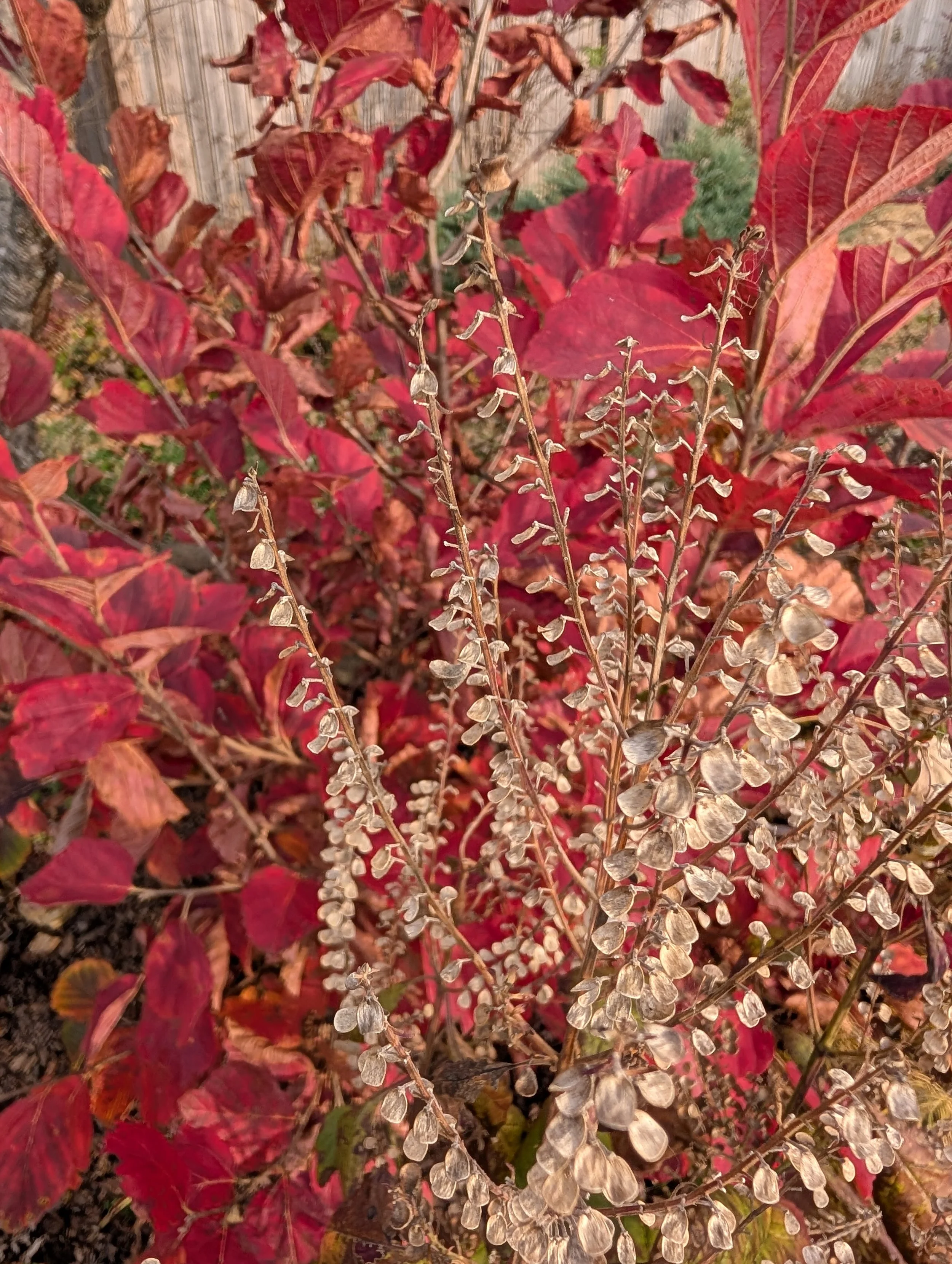 Dry, seed-bearing plant with thin stems and tiny seed pods, surrounded by red and brown autumn leaves.