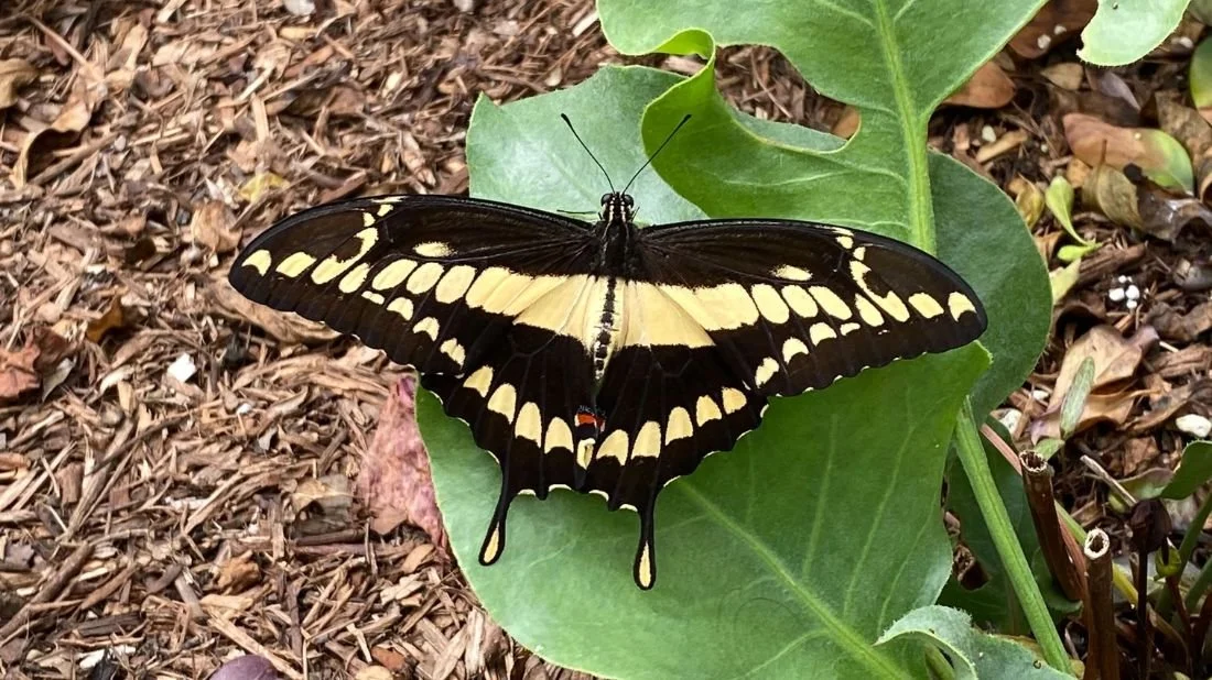 A black and yellow butterfly resting on a green leaf in a garden.