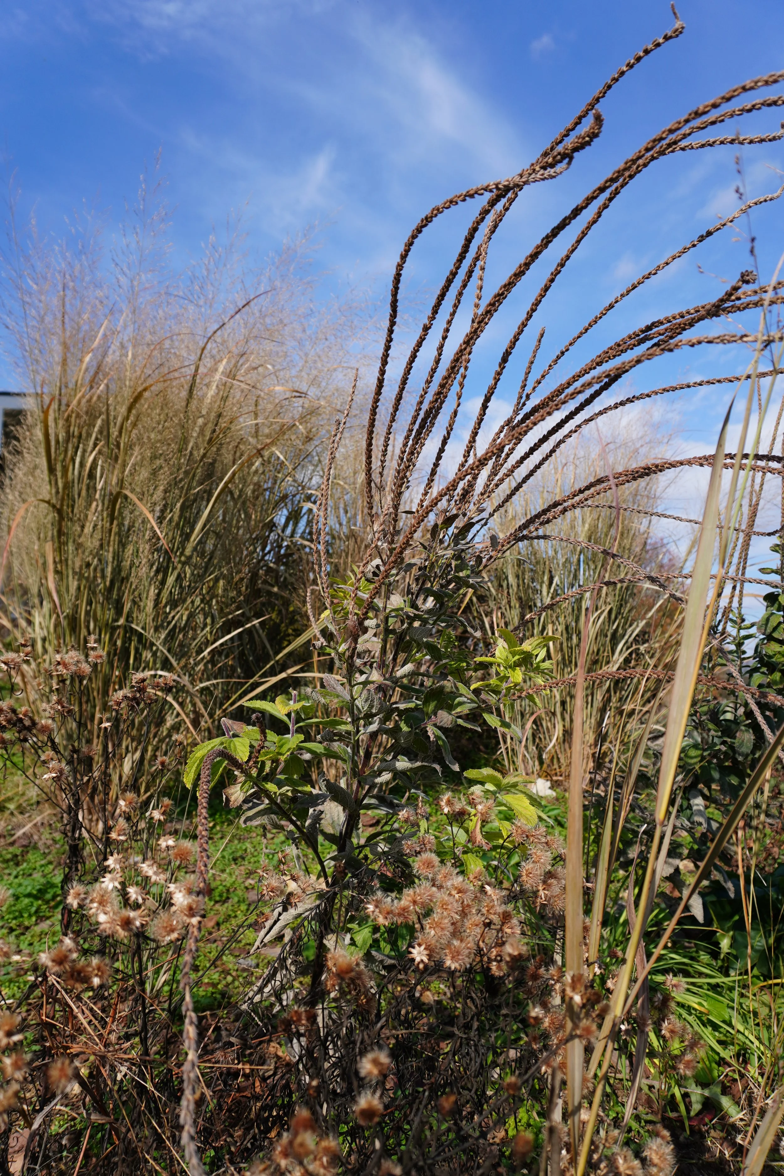 Tall grass and wild plants in a natural outdoor setting against a bright blue sky with wispy clouds.