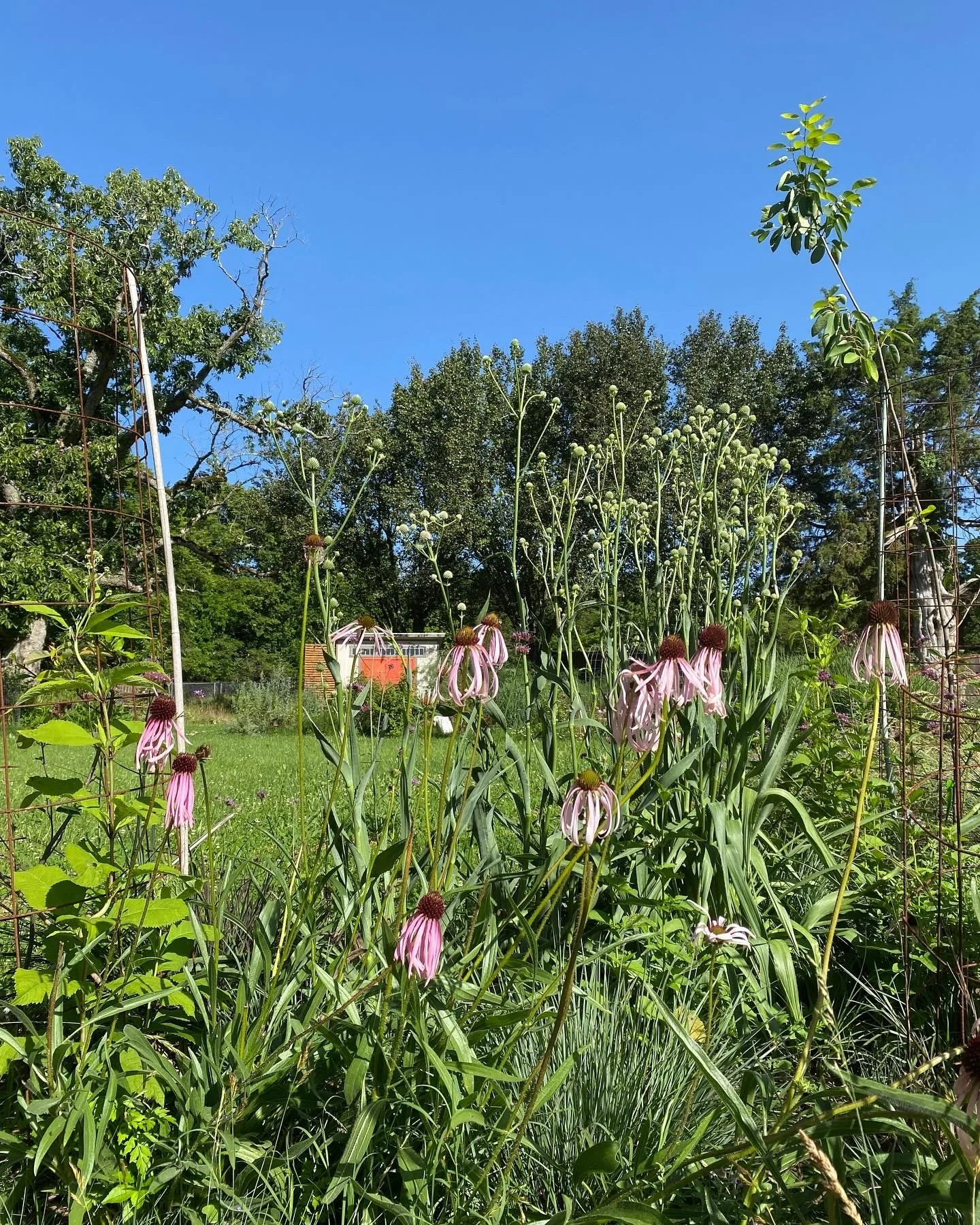 Wildflowers growing in a garden with a blue sky and trees in the background.