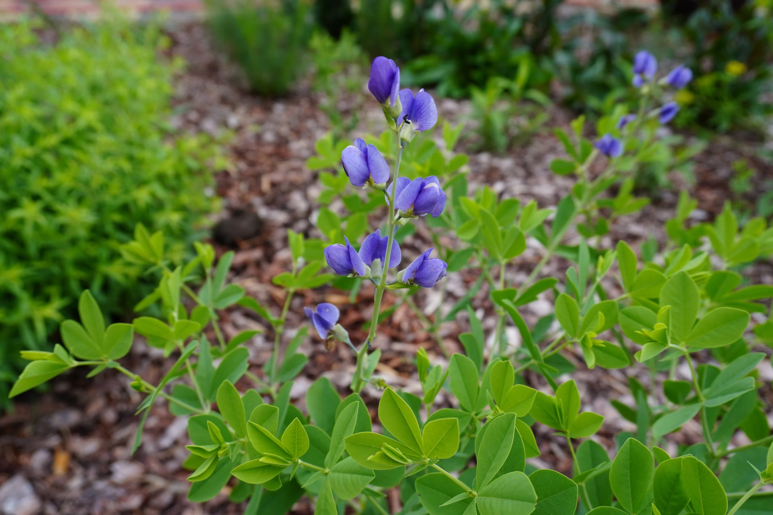 Close-up of a purple flower with green leaves and brown mulch ground in the background.