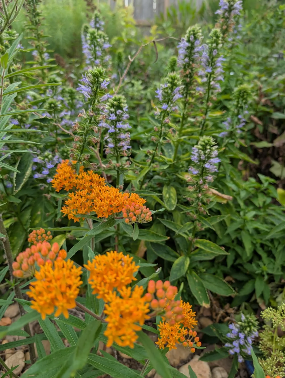 Close-up of orange and purple flowers in a garden.