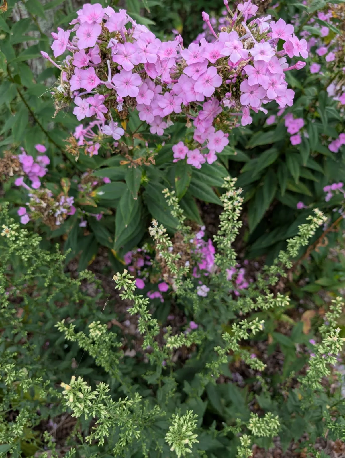 Close-up of pink and purple flowers with green foliage.