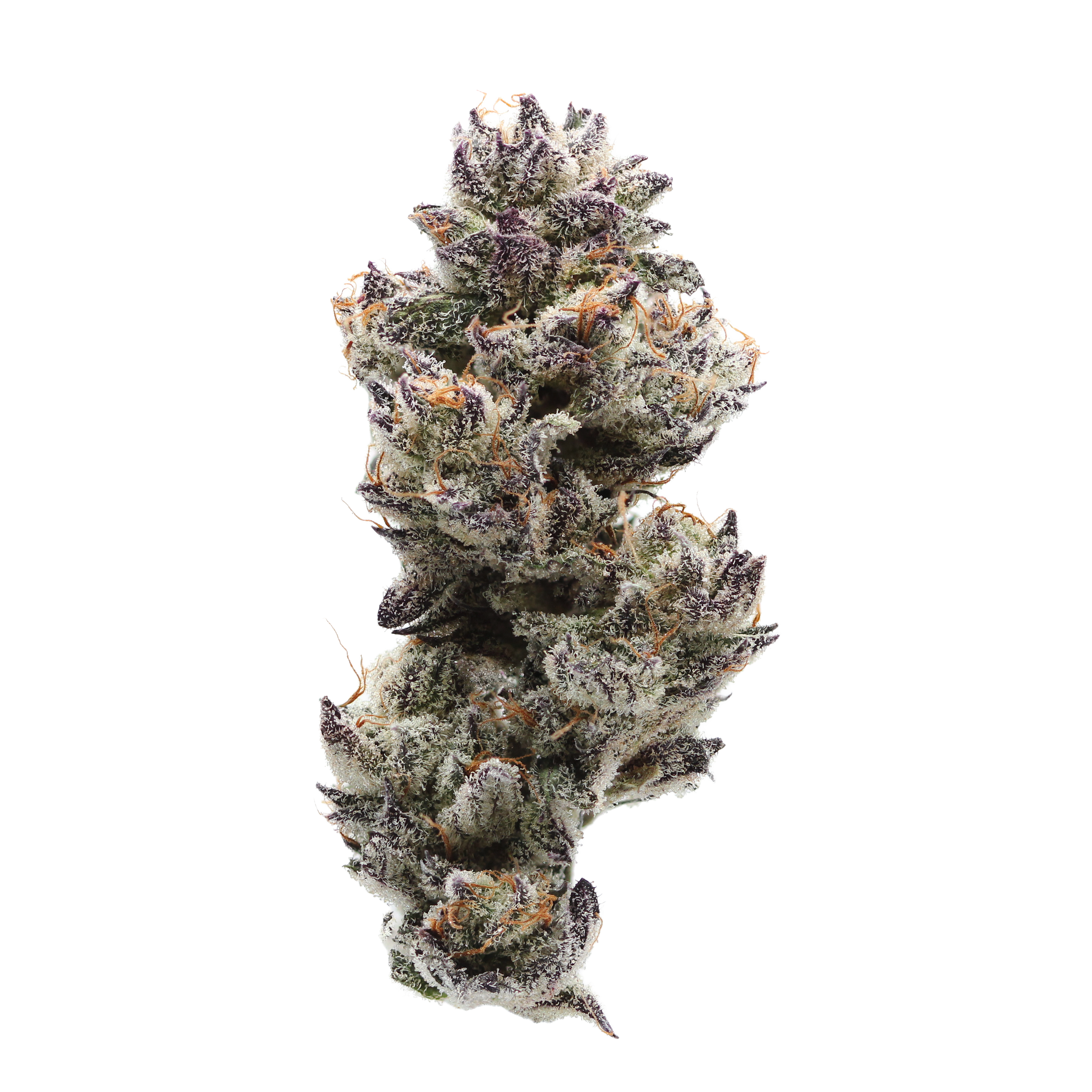 white truffle strain