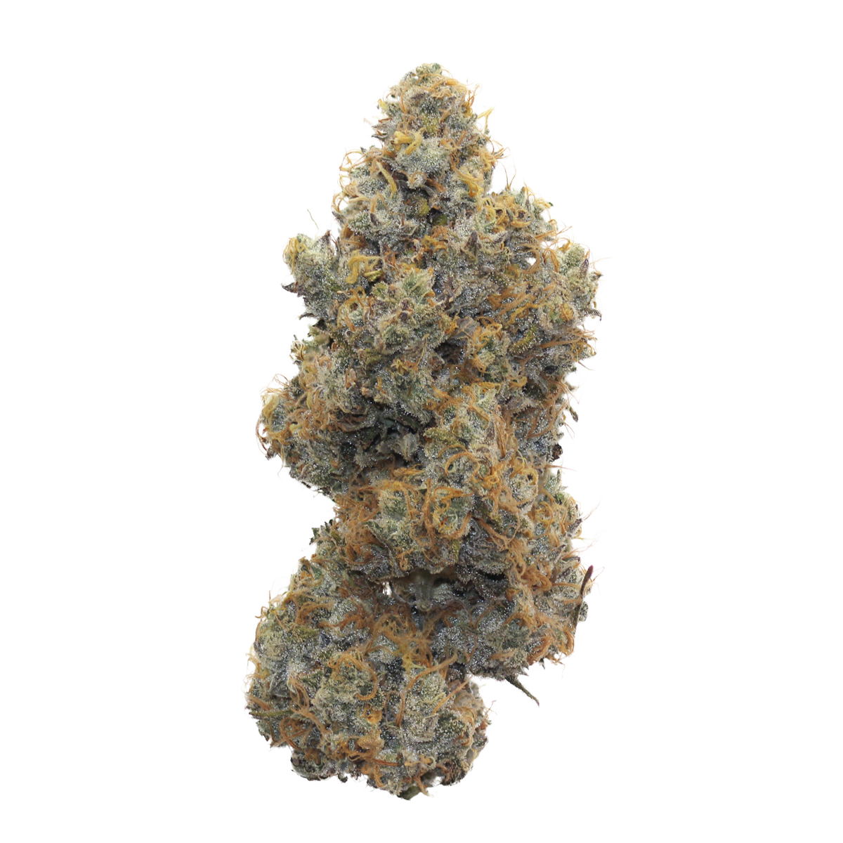 moose and lobsta strain