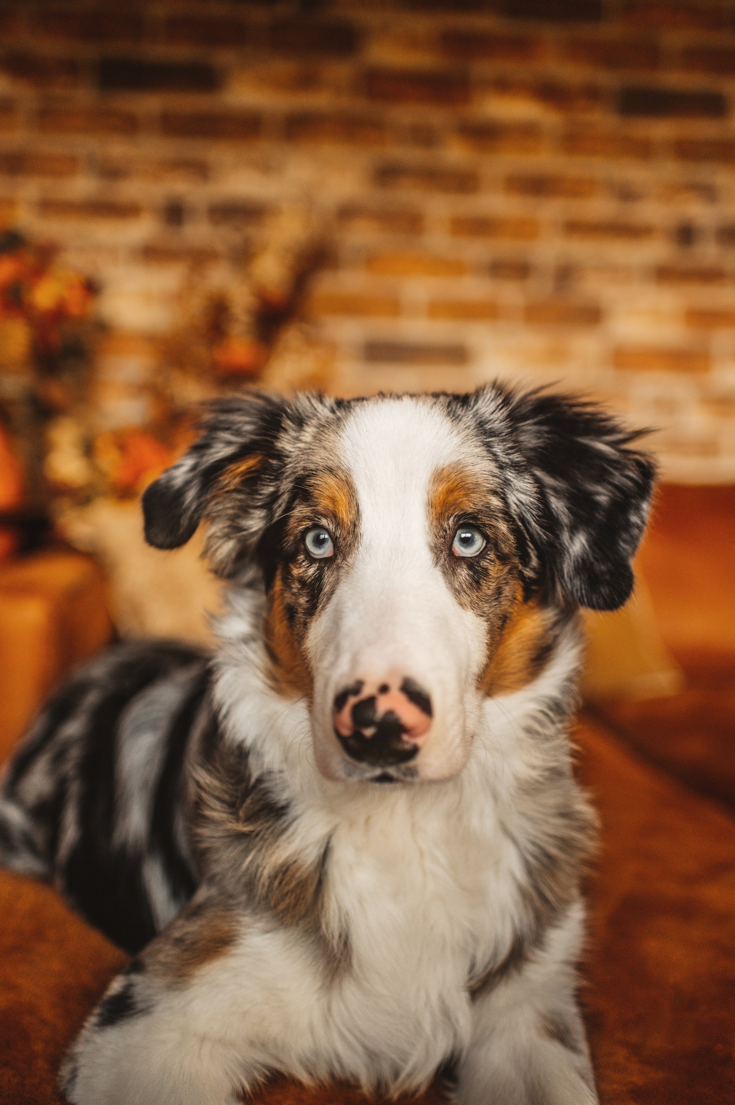 DOBBY (2).jpg