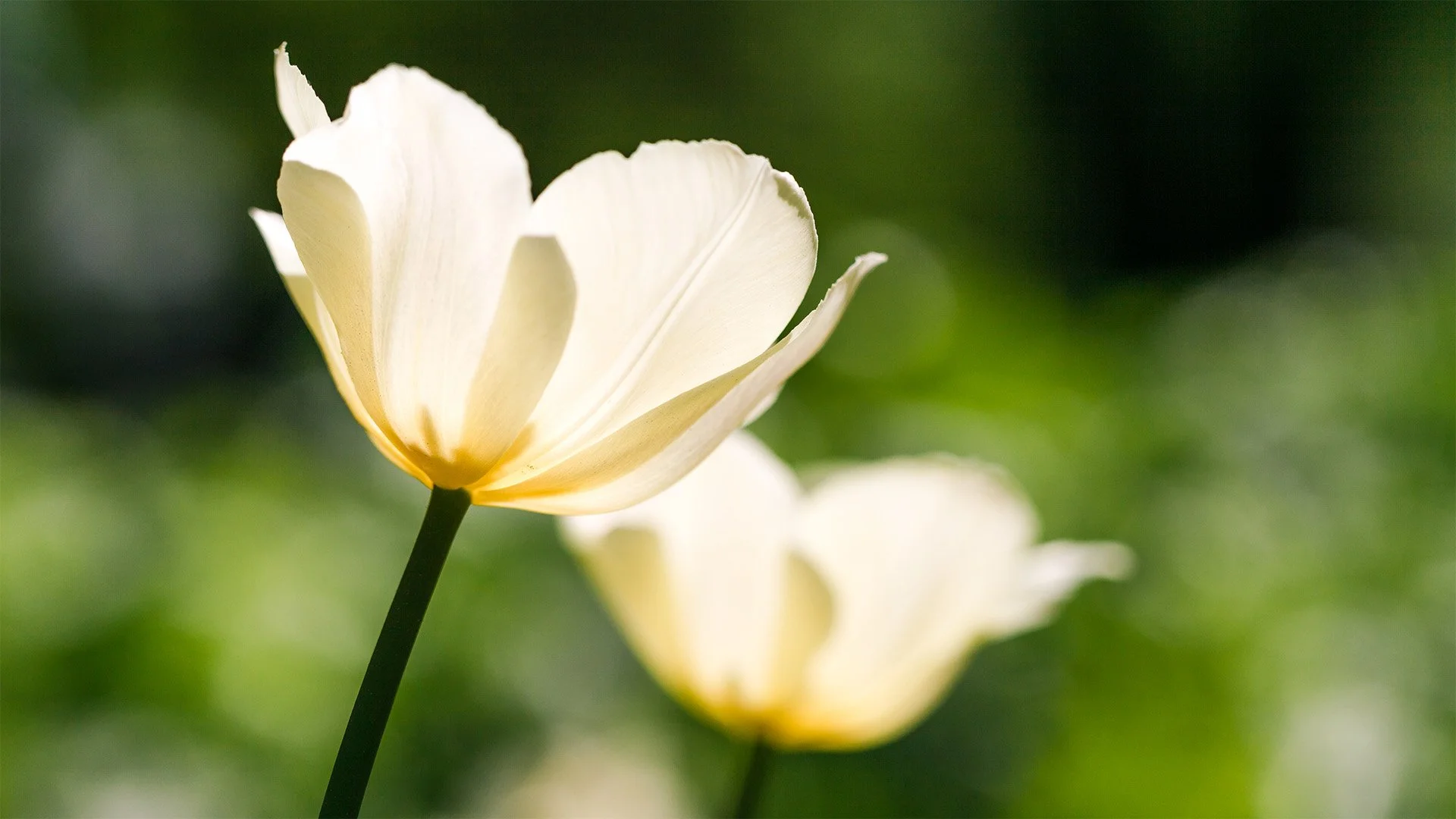 Navigating Mother’s Day: How to Cope with Losing Your Mom or Child