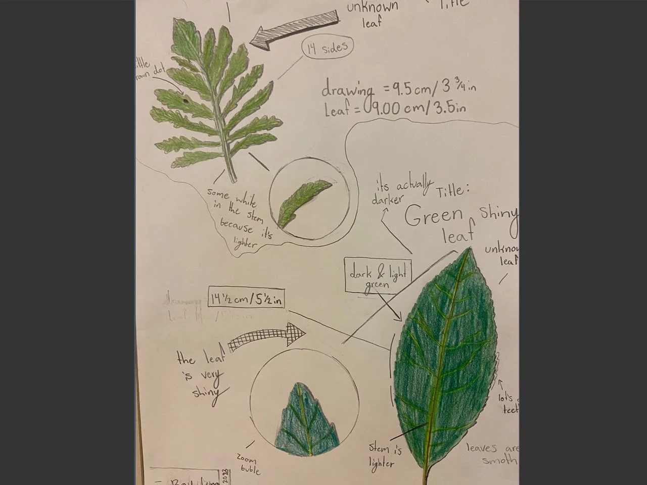 14.Leaves.jpg