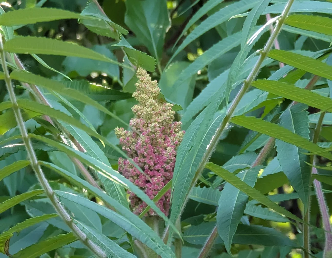 sumac