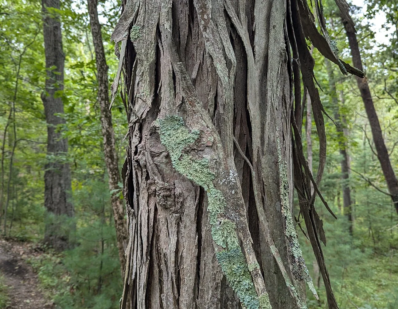 hickory