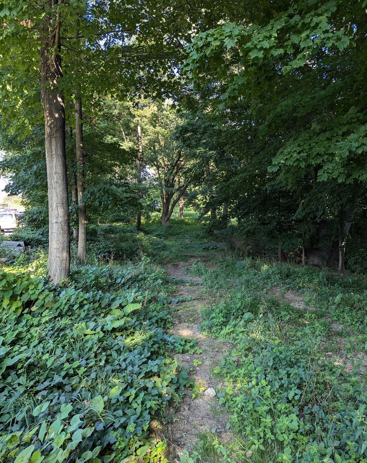 This unruly scrubby clearing at the edge of Bussey Brook Meadow at the Arnold Arboretum is where we will meet, come to know, and experiment with somatic movement, drawing, and sounding practices with a venerable old ailanthus and some of their babies