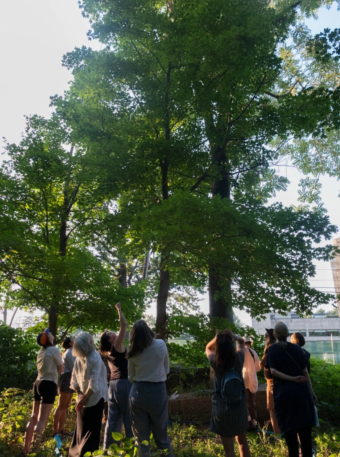 A little peek of the beautiful community of folks communing with ailanthus (towering above us) with @mbattles and I as part of the Urban Tree Oracle gatherings at a scrappy rough edge of Bussey Brook Meadow @arnold_arboretum last Tuesday at sunset. T