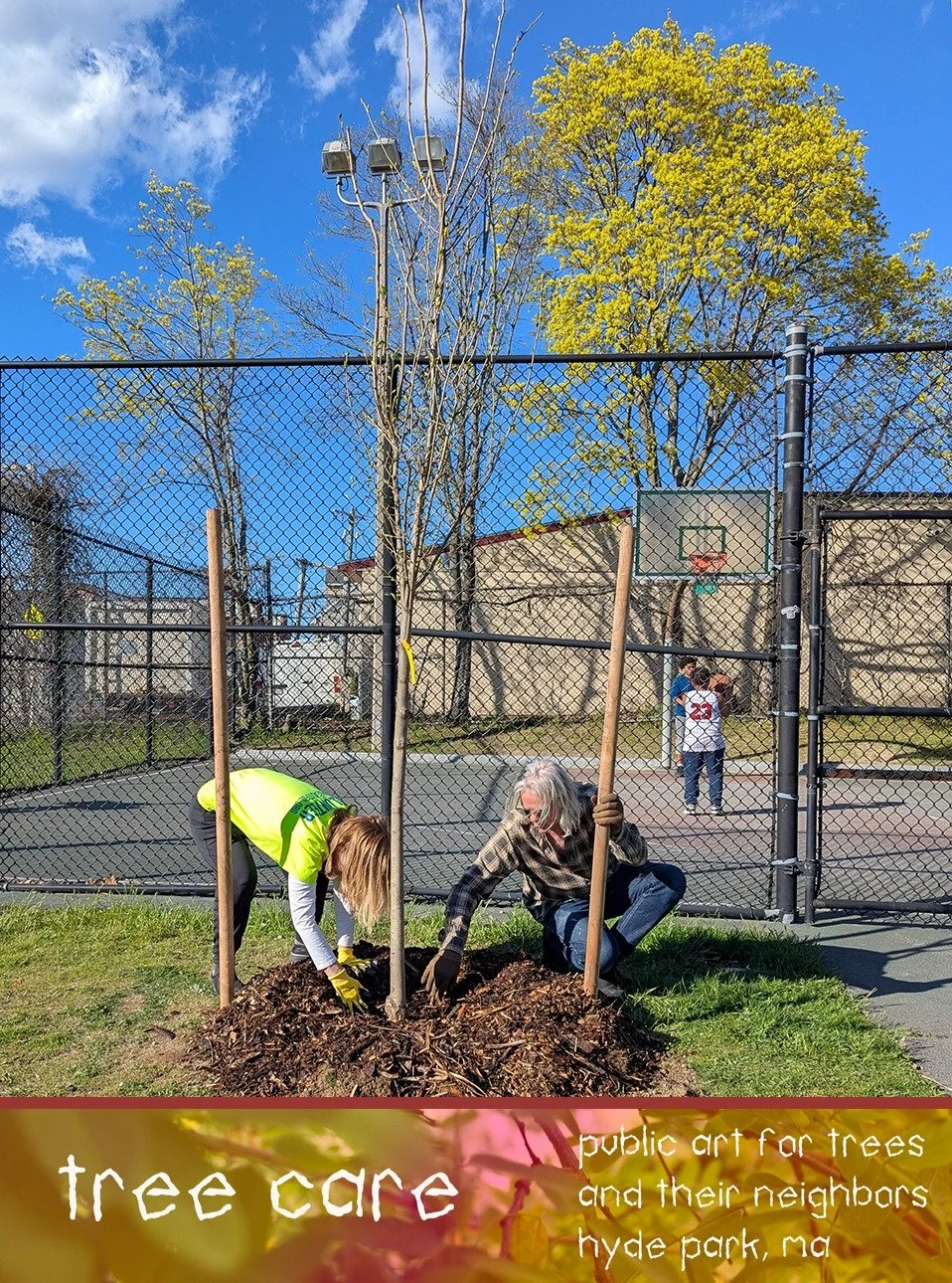 Last week we planted three trees in a playground in Hyde Park. In a recent park renovation, some diseased ash trees had been removed, leaving space for new trees. With @keephpbeautiful and Todd Mistor, Boston's director of the Urban Forestry Division