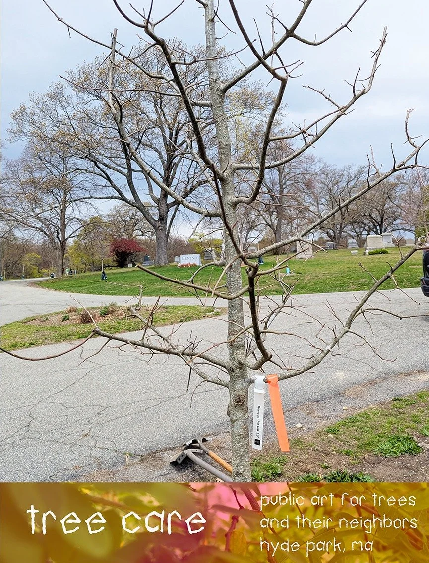 Planted oaks with @trees_boston at Fairview Cemetary in Hyde Park on Saturday--look carefully in the first image and you can see Mayor Menino's grave through the branches. 

@trees_boston is a real force, not just for planting trees, but for inspirin