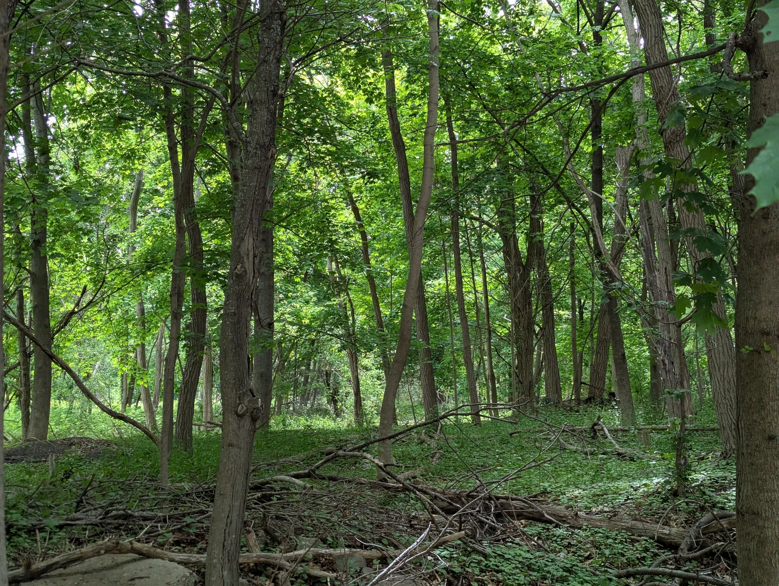 Hyde Park Tree Care Workshop