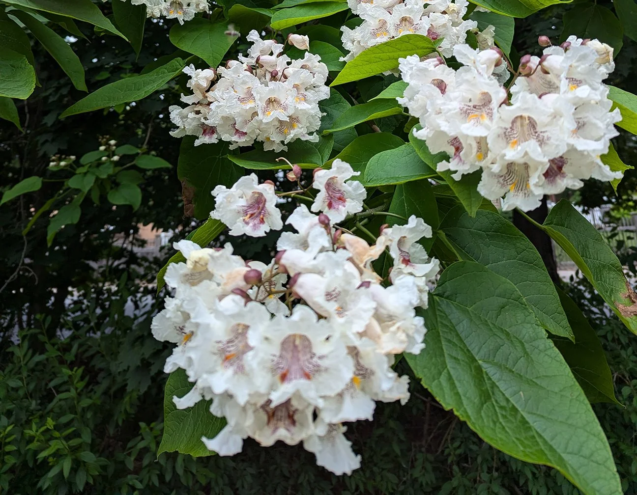 catalpa