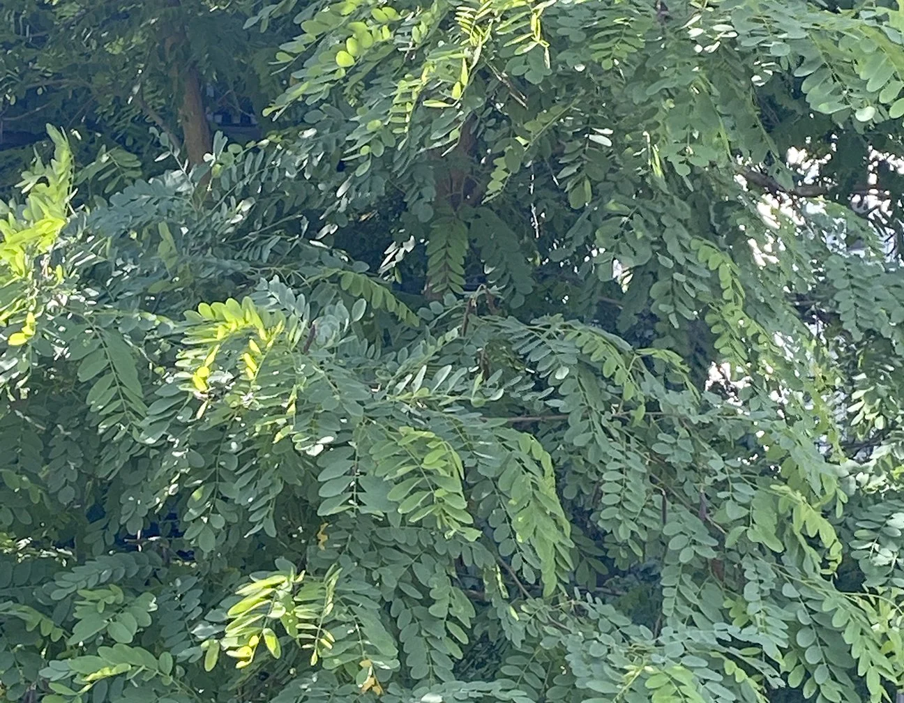black locust