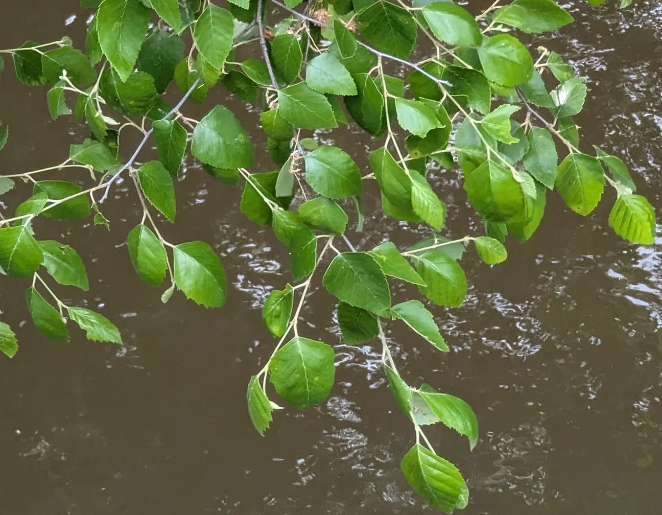 birch
