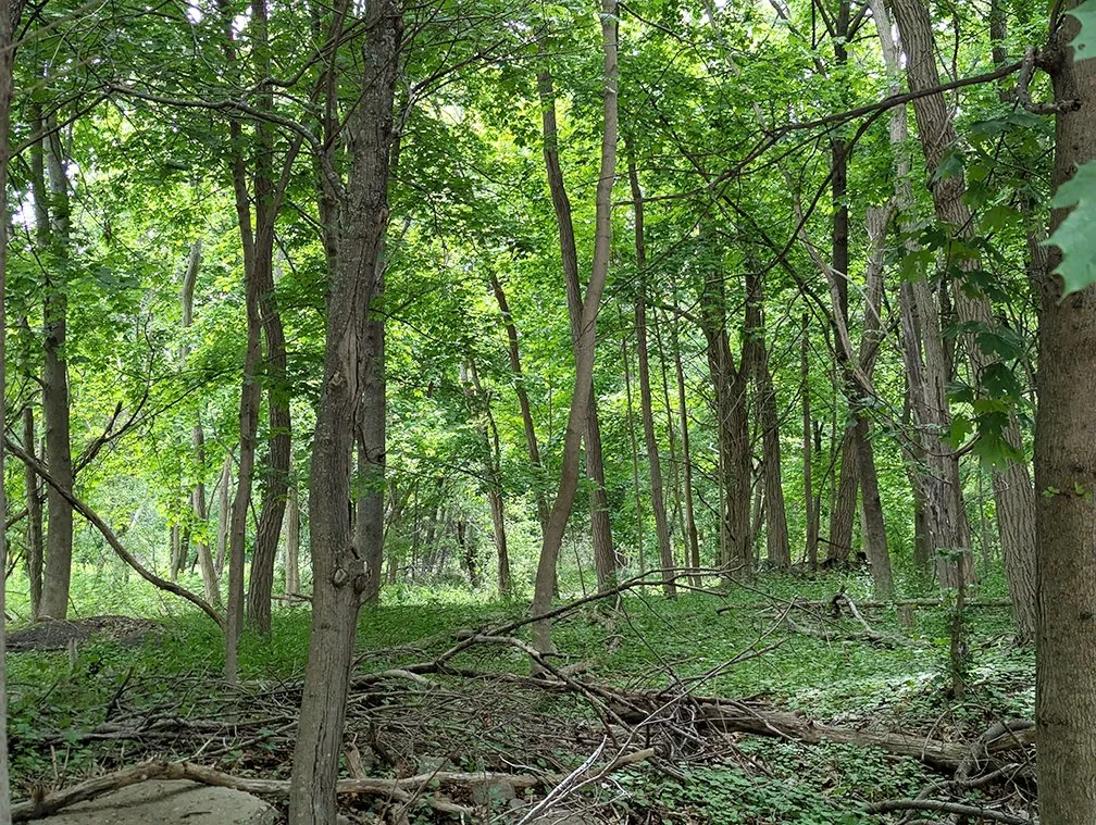About the trees